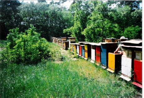 Prehliadky včelstiev2